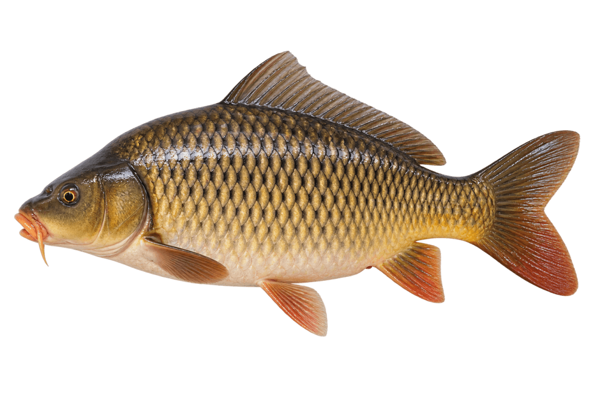 Fresh carp fish