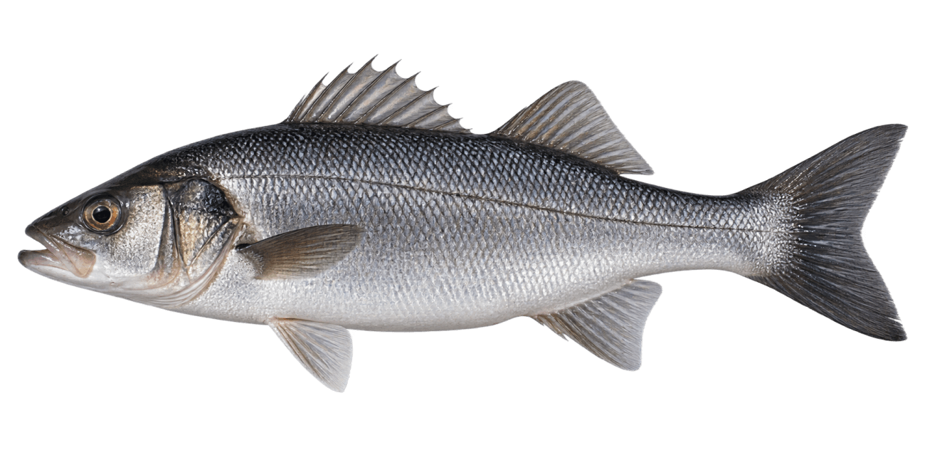Fresh sea bass