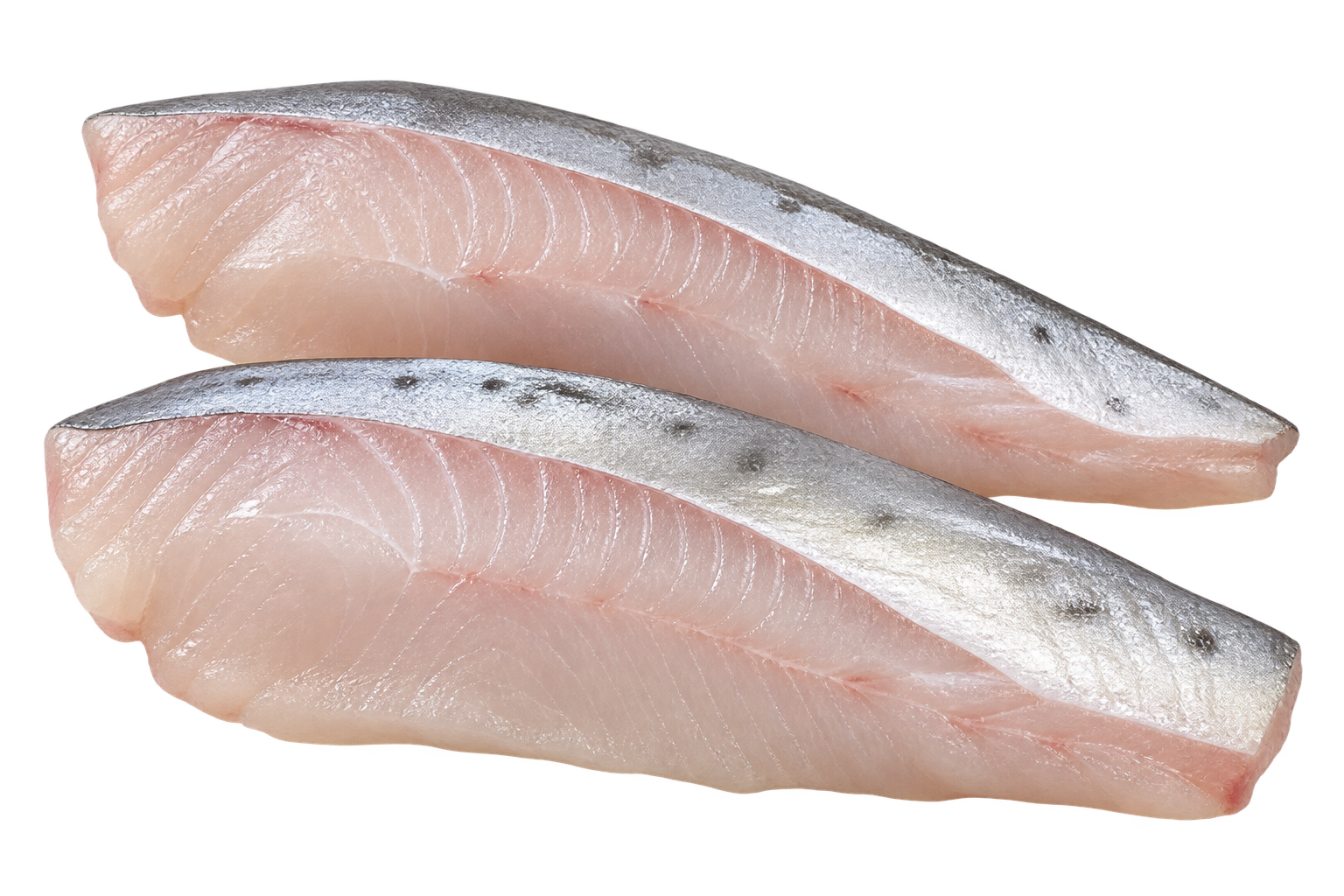 Iranian Queenfish
