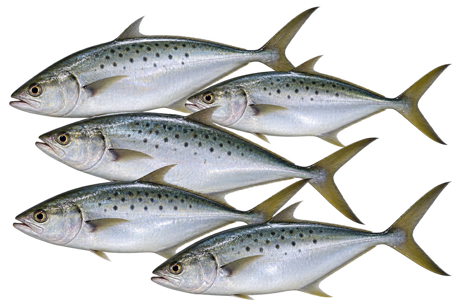 Premium Queenfish