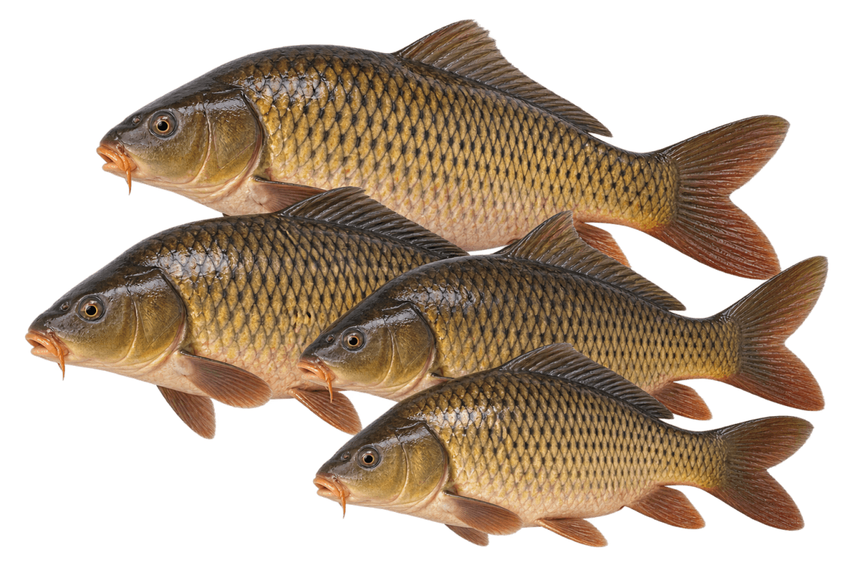 Premium carp fish