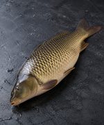 Carp fish