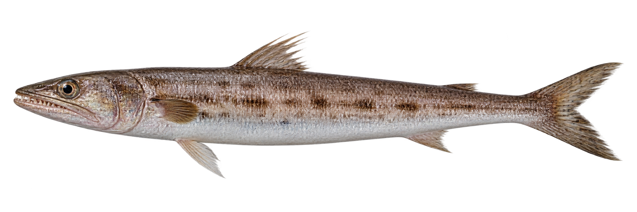 Iranian lizardfish
