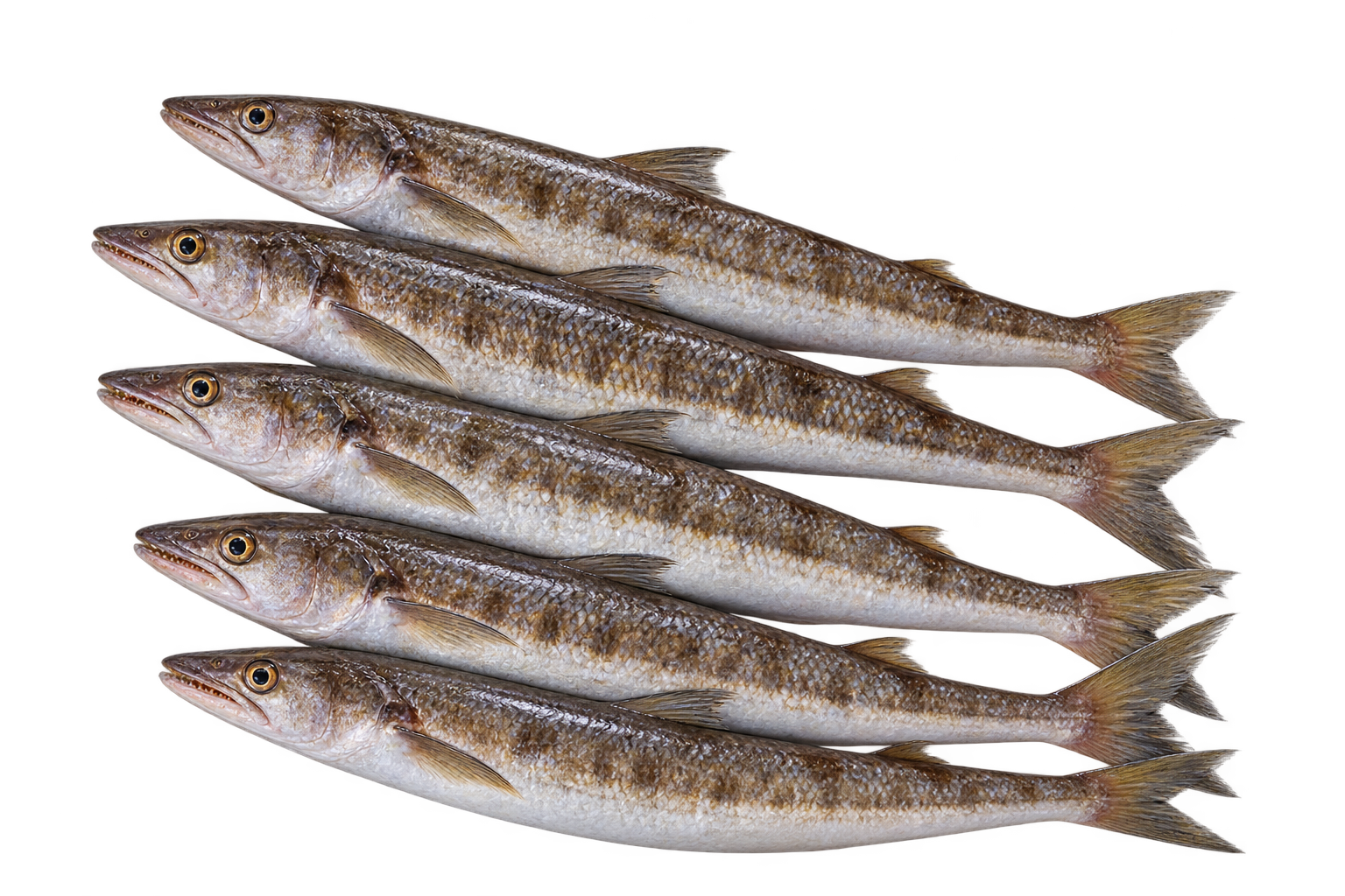 characteristics of lizardfish